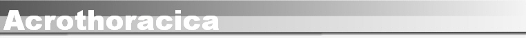 Acrothoracica
