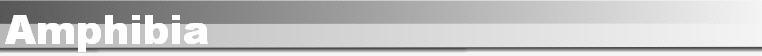 Amphibia