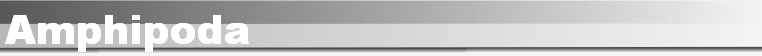 Amphipoda