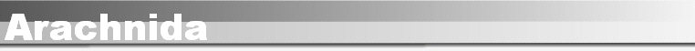 Arachnida