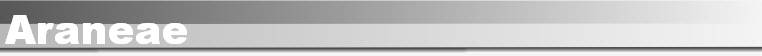 Araneae