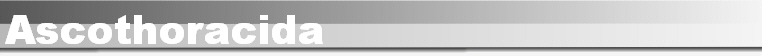 Ascothoracida