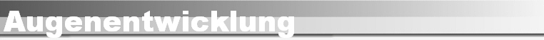 Augenentwicklung