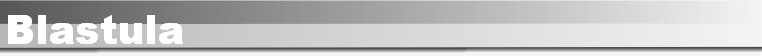 Blastula