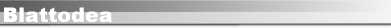Blattodea