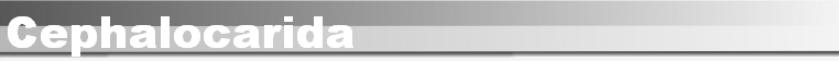 Cephalocarida