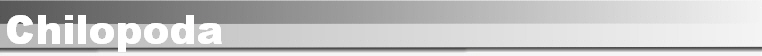 Chilopoda