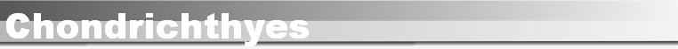 Chondrichthyes