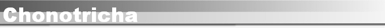 Chonotricha