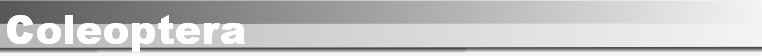 Coleoptera