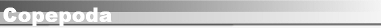 Copepoda
