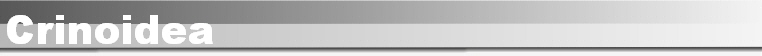 Crinoidea