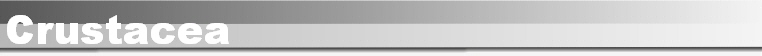 Crustacea