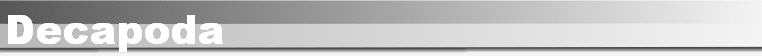 Decapoda