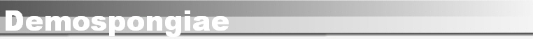 Demospongiae