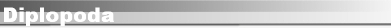 Diplopoda