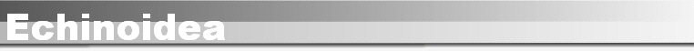 Echinoidea
