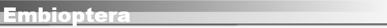 Embioptera
