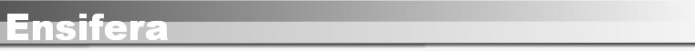 Ensifera