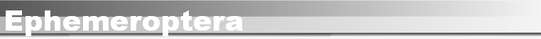 Ephemeroptera