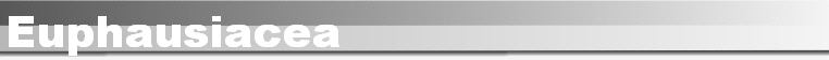Euphausiacea