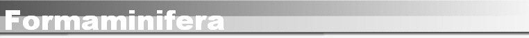 Formaminifera