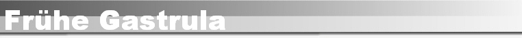 Frhe Gastrula
