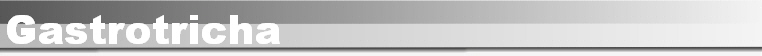 Gastrotricha