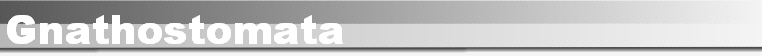 Gnathostomata