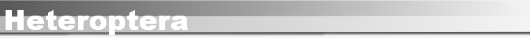 Heteroptera