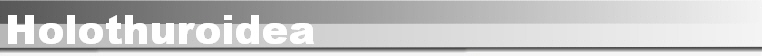 Holothuroidea