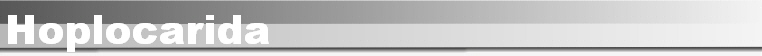 Hoplocarida