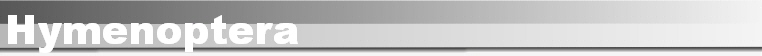 Hymenoptera
