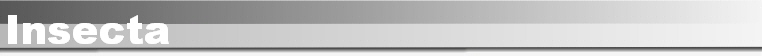 Insecta