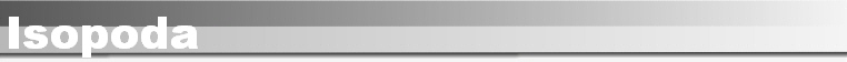 Isopoda