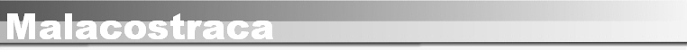 Malacostraca