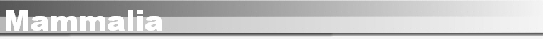 Mammalia