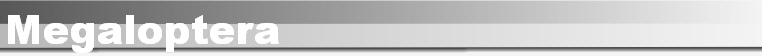 Megaloptera