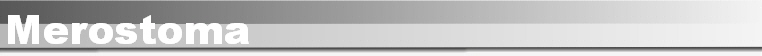 Merostoma