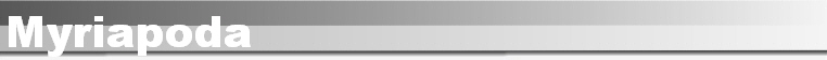 Myriapoda