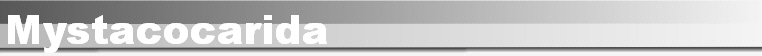 Mystacocarida