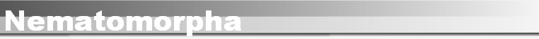 Nematomorpha