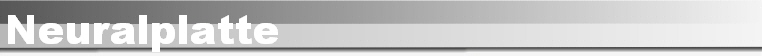 Neuralplatte