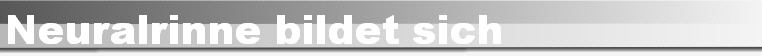 Neuralrinne bildet sich