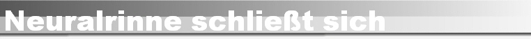 Neuralrinne schliet sich