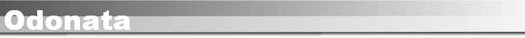 Odonata
