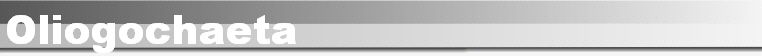 Oliogochaeta