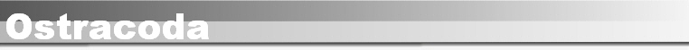 Ostracoda