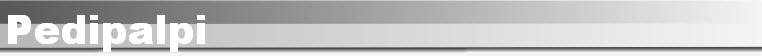 Pedipalpi