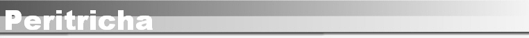Peritricha